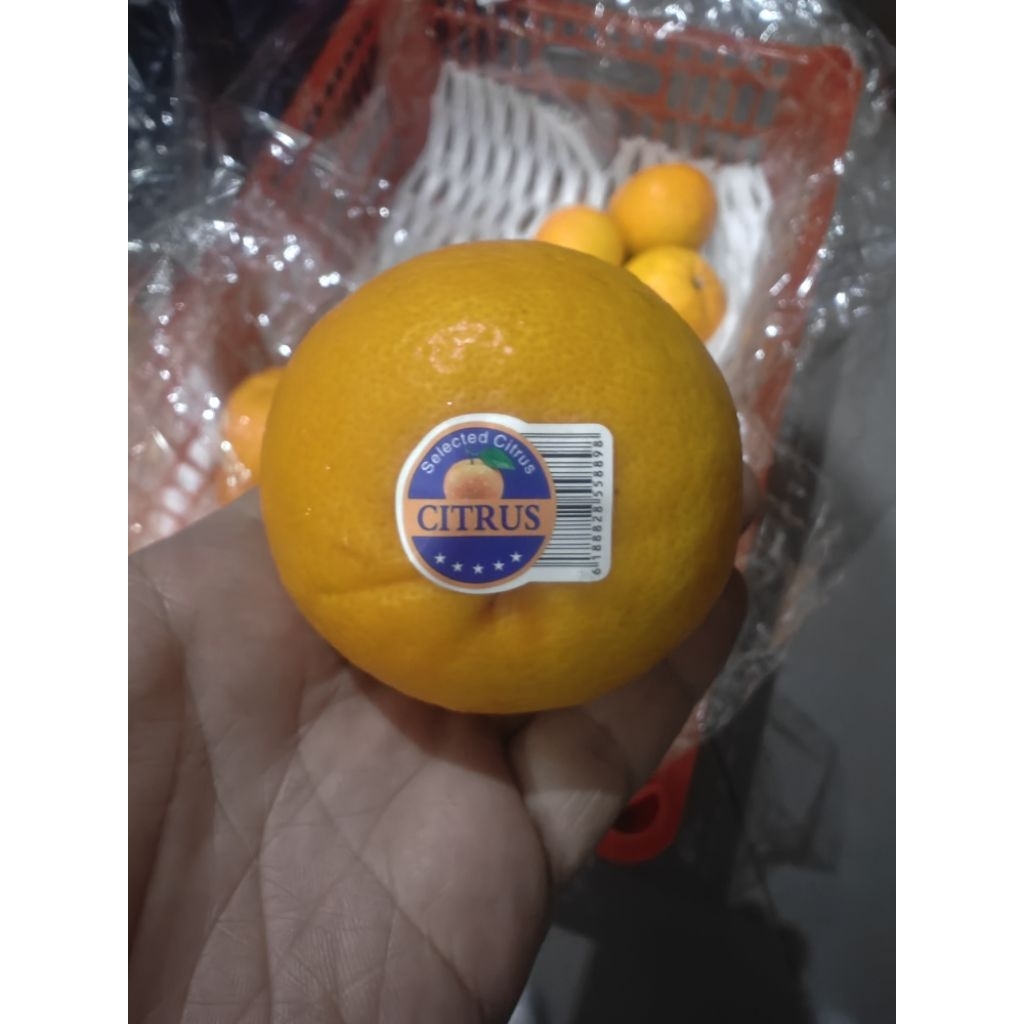 

Jeruk Wokam / Jeruk Citrus