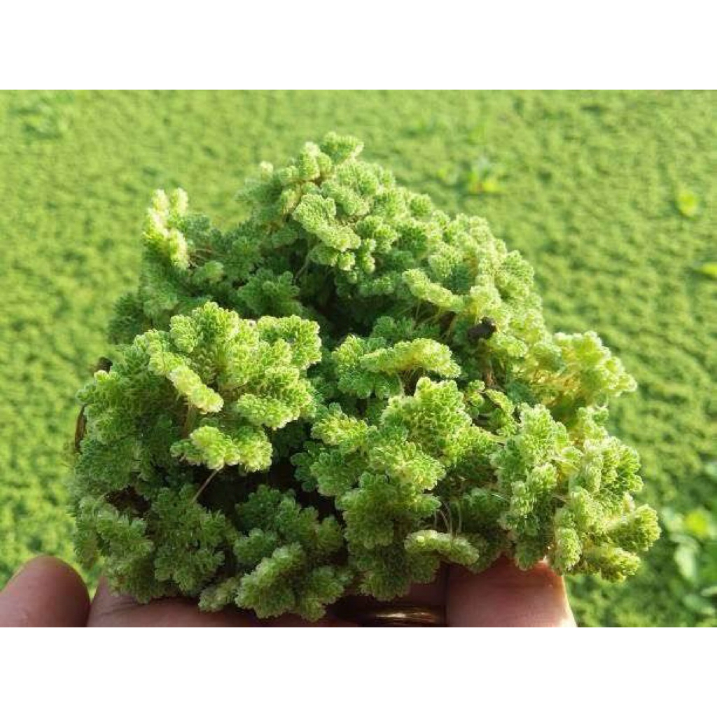 TANAMAN AZOLLA