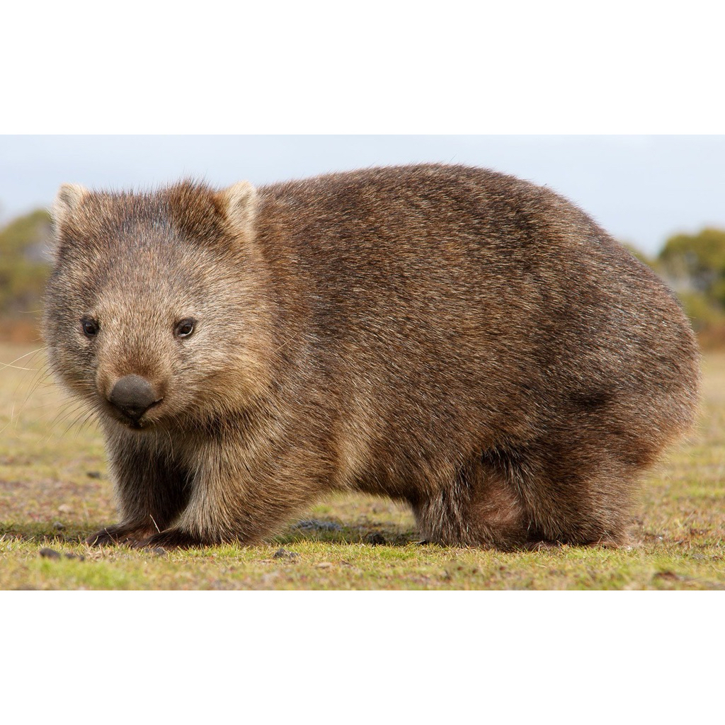 Boneka Karakter Hewan Wombat / Boneka Hewan Wombat Lucu / Boneka Jarang Ada