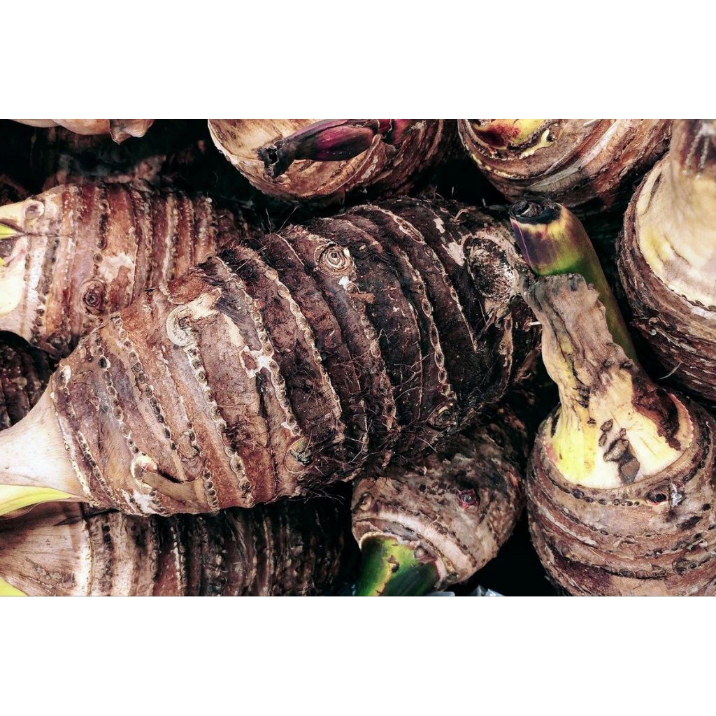 

talas padang 1kg murah segar dadakan panen