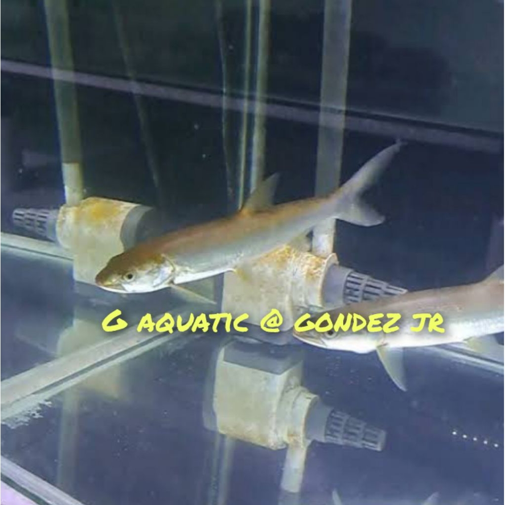 ikan bambusa size 10-11cm