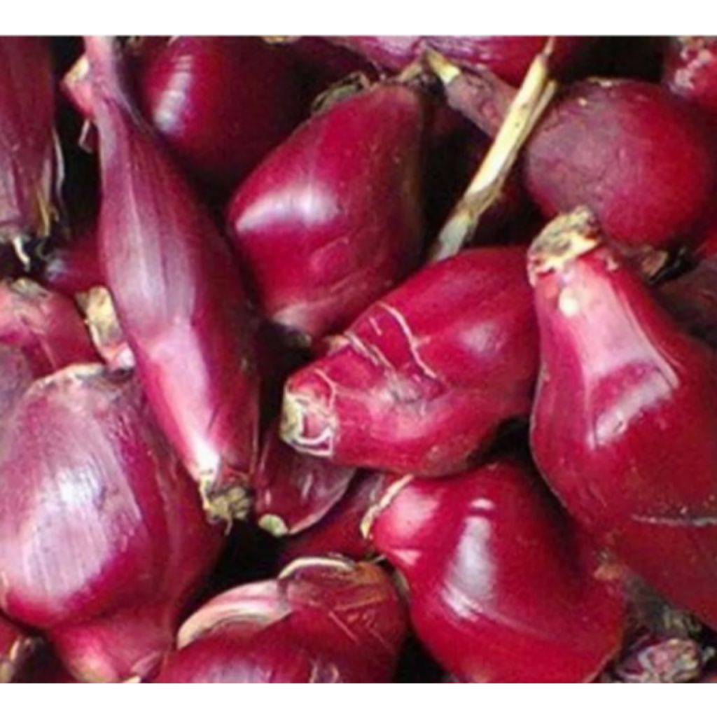 

Jual bawang dayak atau bawang hutan kuwalitas bagus 1 kg