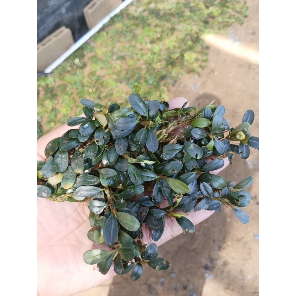 bucephalandra medium daun hitam