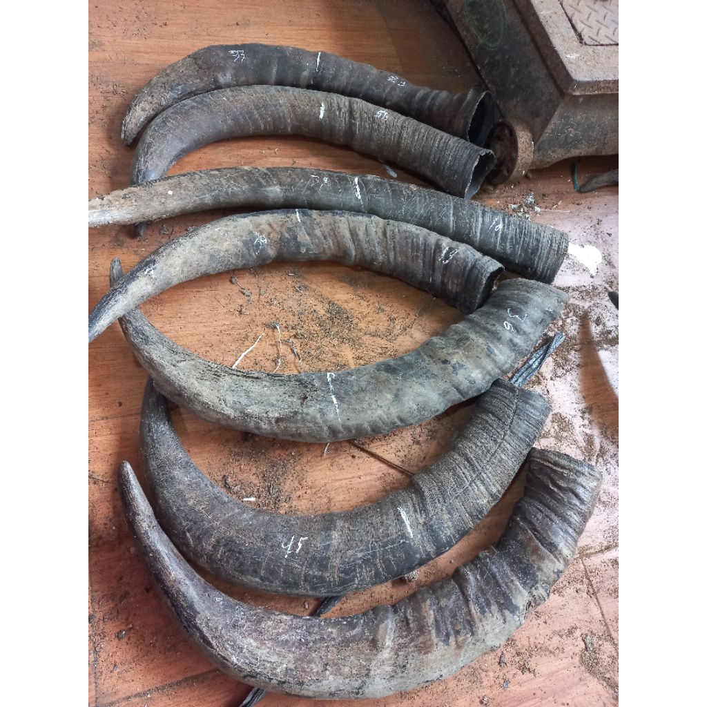 Tanduk Kerbau Padat [CHAT SEBELUM BELI] tanduk kerbau asli padatan tanduk