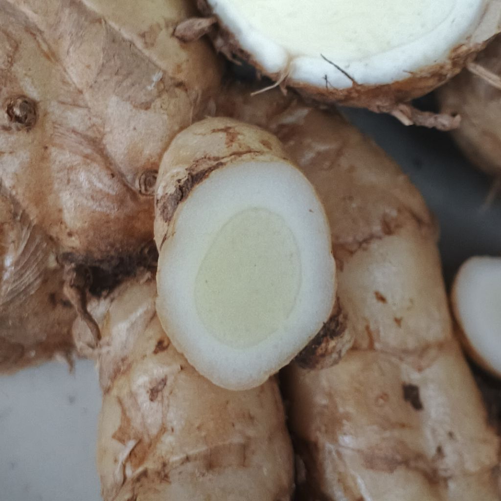 

500 Gram kunyit putih segar harga promo