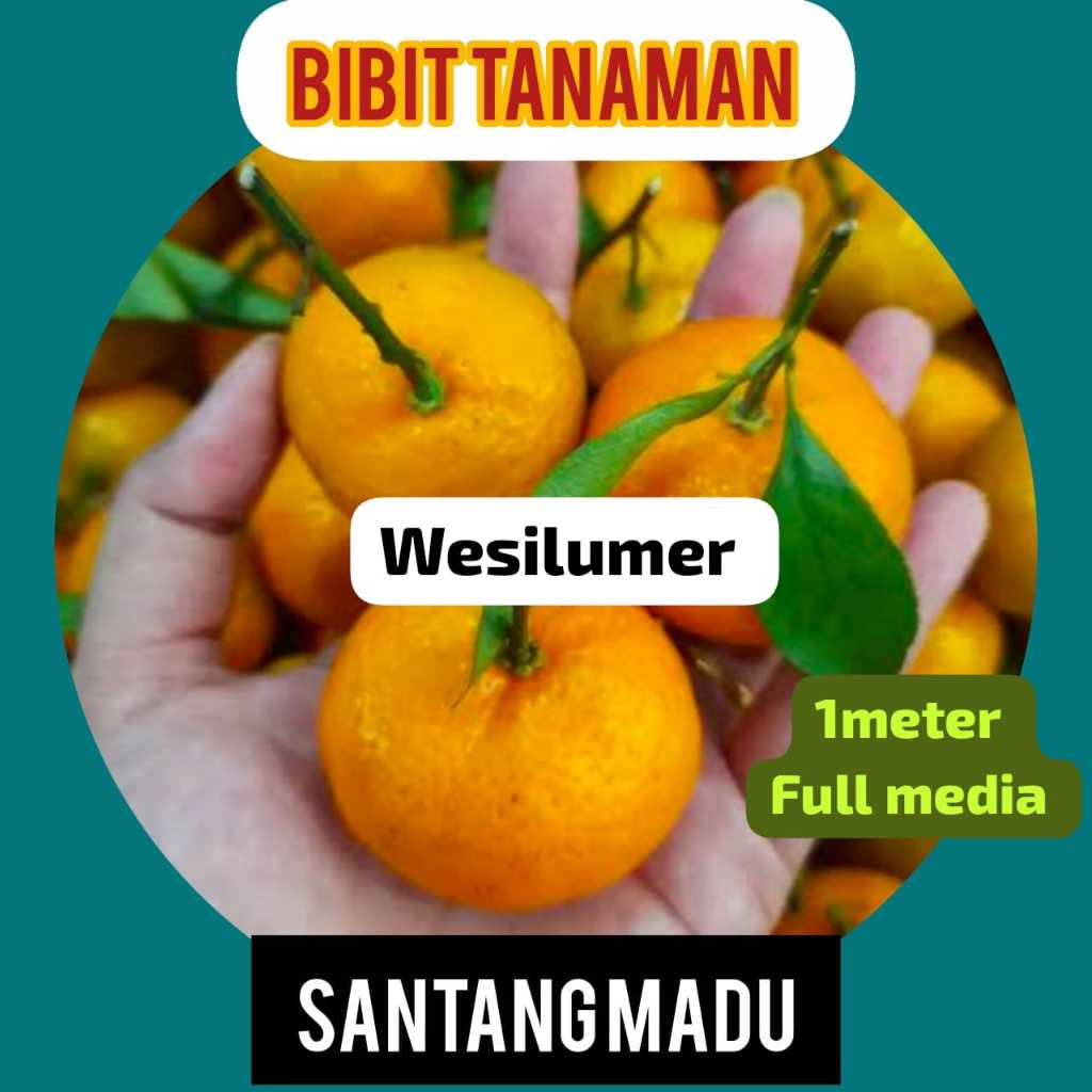 Bibit Jeruk Santang Madu 1 Meter Full Media