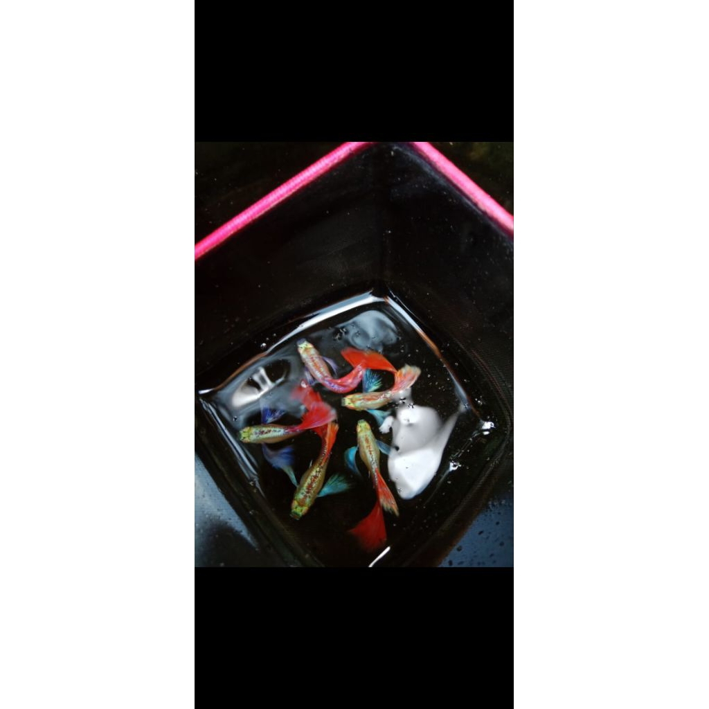 asesoris serokan Albino Prtde sepair