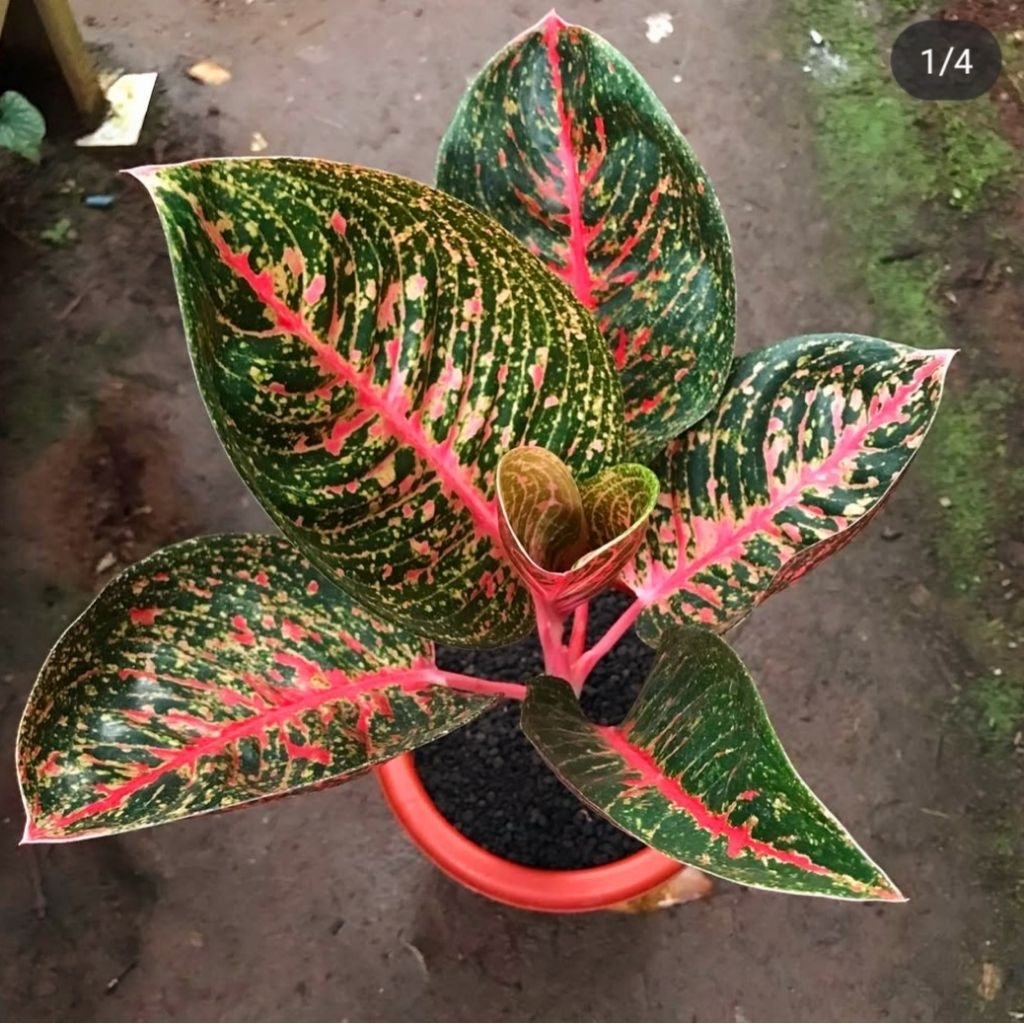 Tanaman Hias Aglonema Adelia Bunga Hias Aglonema Aglaonema Adelia Anakan Murah Merah BUKAN BONGGOL T