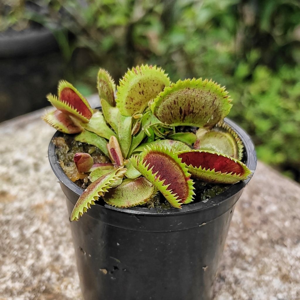 Tanaman Karnivora VFT Scarlatine
