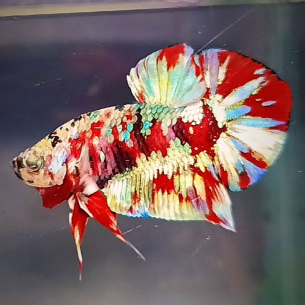HIASAN AQUARIUM RED BARONGSAI / BISA COD