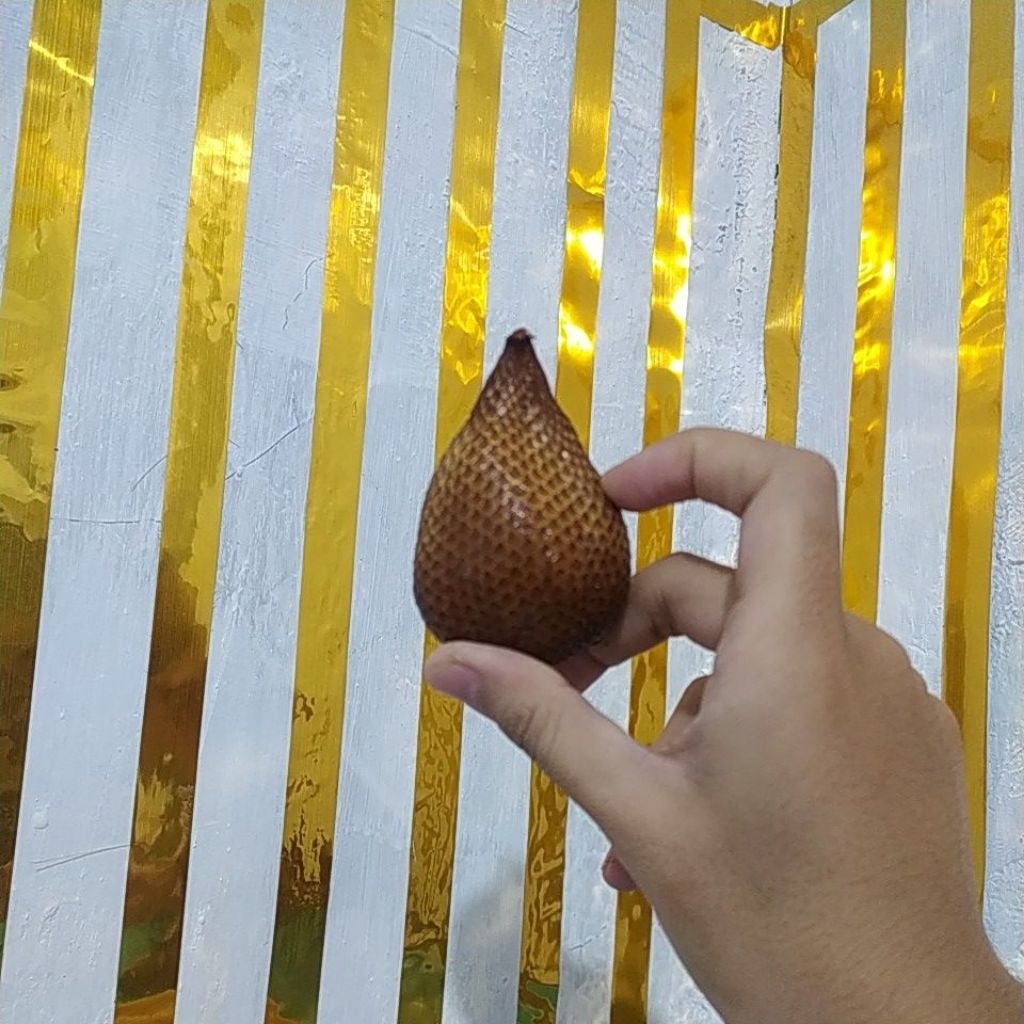 

SALAK MANGSIR ENAK LEGIT MANIS MATANG POHON