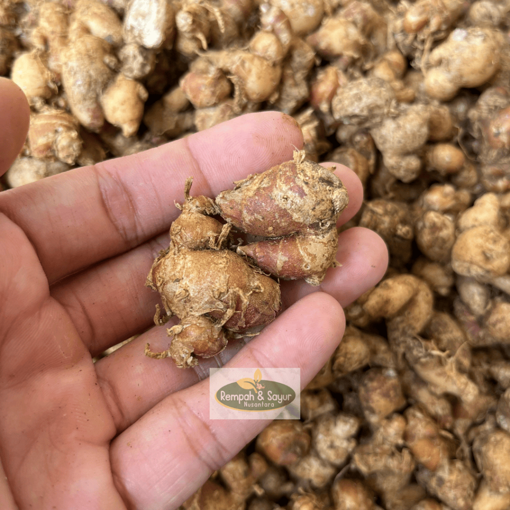 

Kencur Segar Asli Ciamis | Cikur Bumbu Seblak Wangi 500 gram