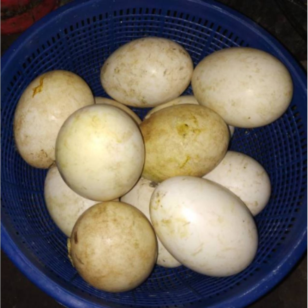 

Telur Angsa Tembuhuk(Calang) Telur Angsa Soang Busuk Gagal MeneTetas