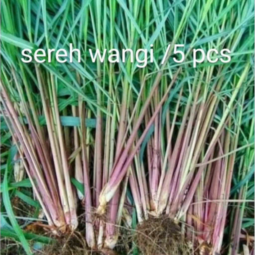 

bibit sereh merah sereh wangi
