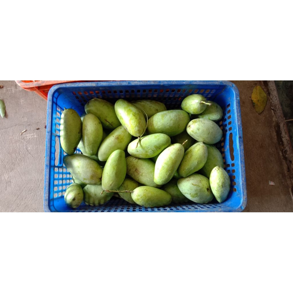 

MANGGA GOLEK