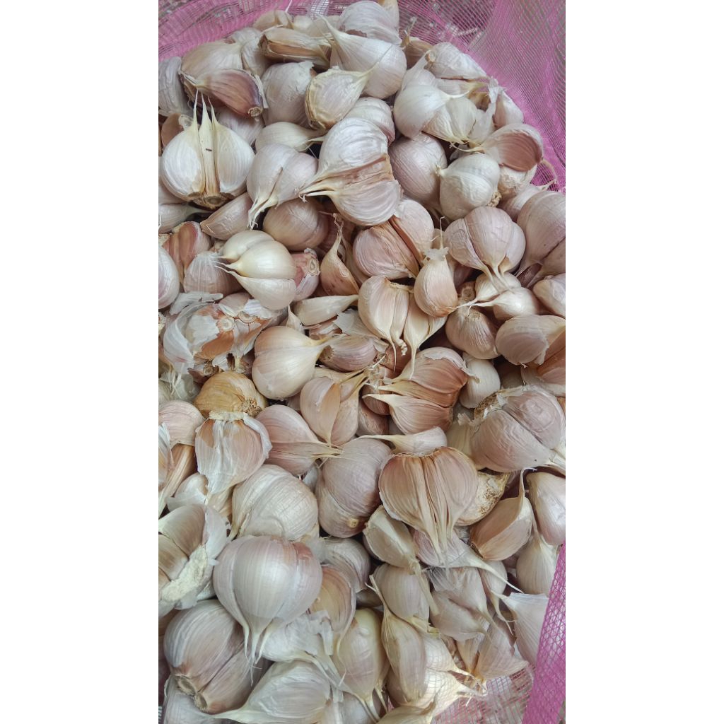 

bawang kating super
