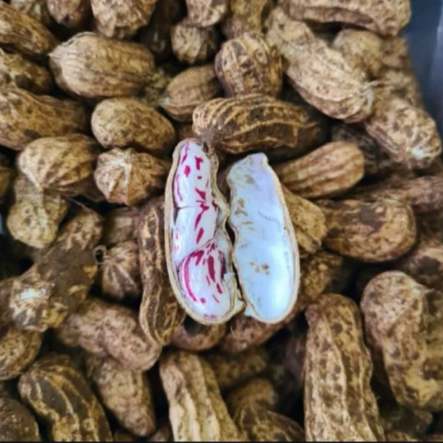 

KACANG BATIK LURIK MADU 1KG/KACANG LURIK MADU/KACANG TANAH MENTAH/KACANG TANAH MANIS/KACANG LURIK MANIS /KACANG TANAH FRESH/KACANG TANAH LURIK MURAH/MAKANAN SEHAT/MAKANAN JADUL/KACANG BATIK MADU MURAH/MAKANAN LANGKA/KACANG REBUS MENTAH/CAMILAN DIABETES