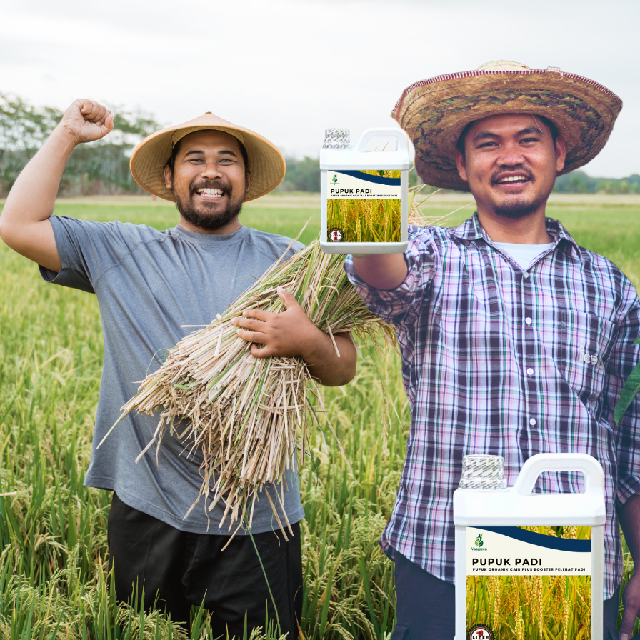 _Adudushop Pupuk Padi Cair Pelebat Bulir & Memperbanyak Anakan - Pengendali Hama Tikus Pupuk Cair