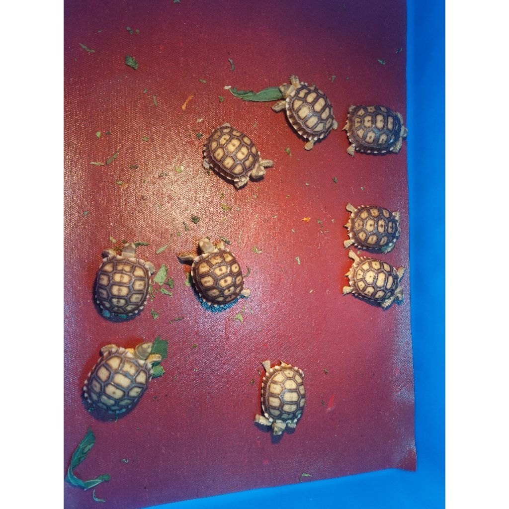sulcata size 5-6cm
