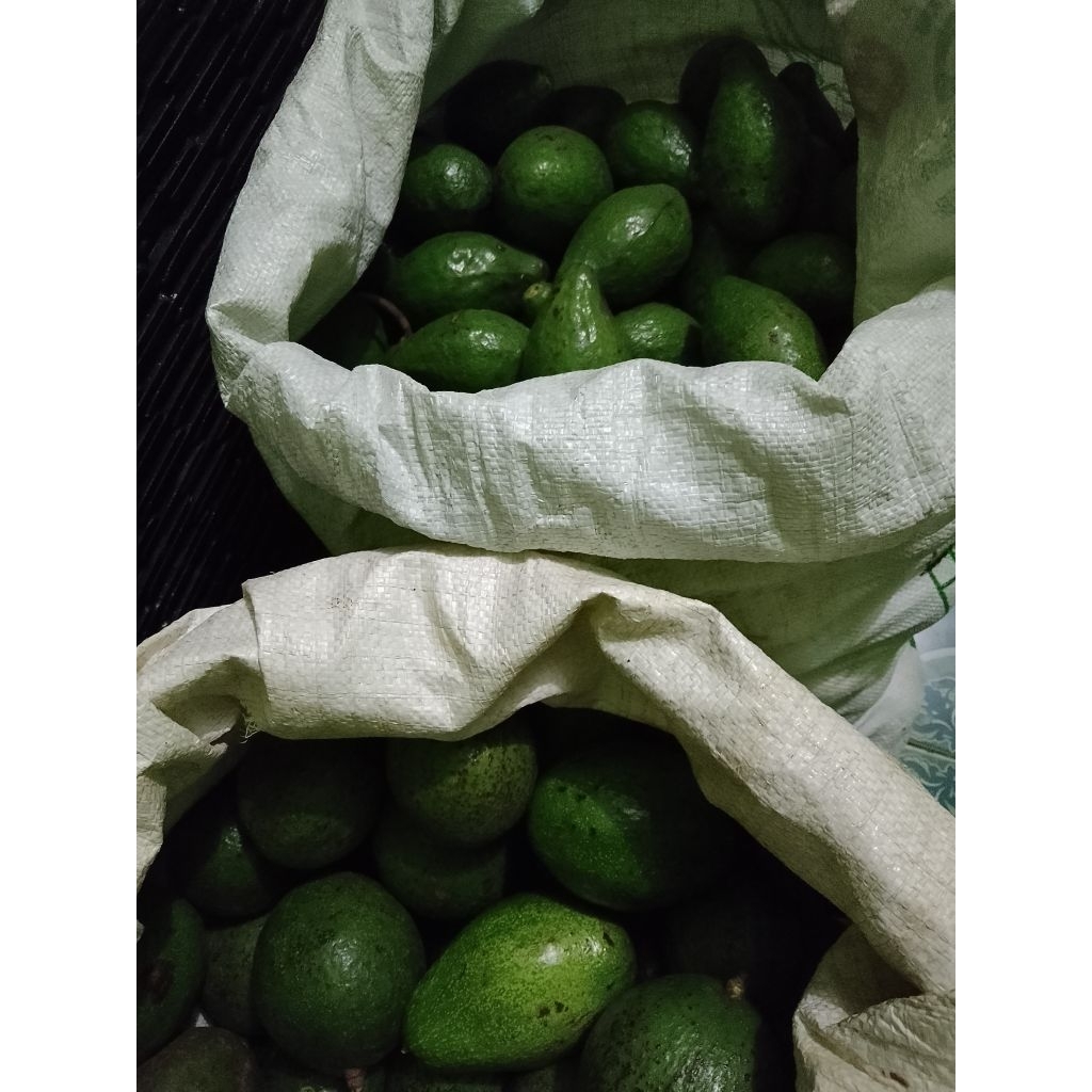 

alpukat mentega premiun