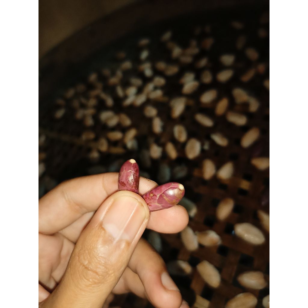 

BIJI KAKAO SUPER MCC 02 / BB 01