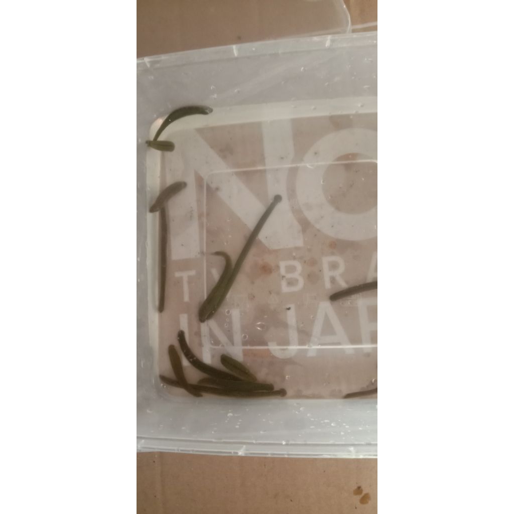 Lintah Hidup sterilisasi Size KECIL