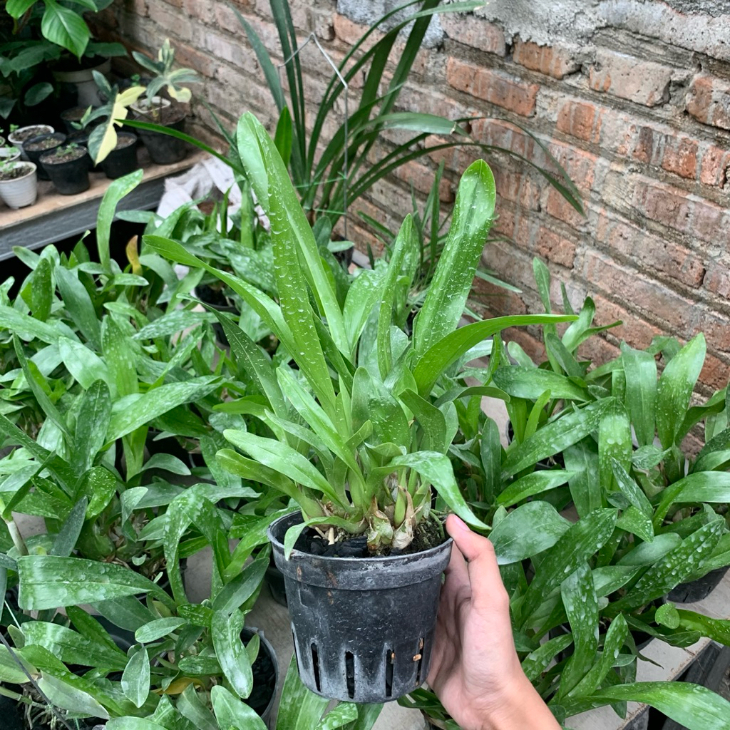 Grammatophyllum Tiger's Paw Dewasa Tanaman Anggrek Gramma Tiger