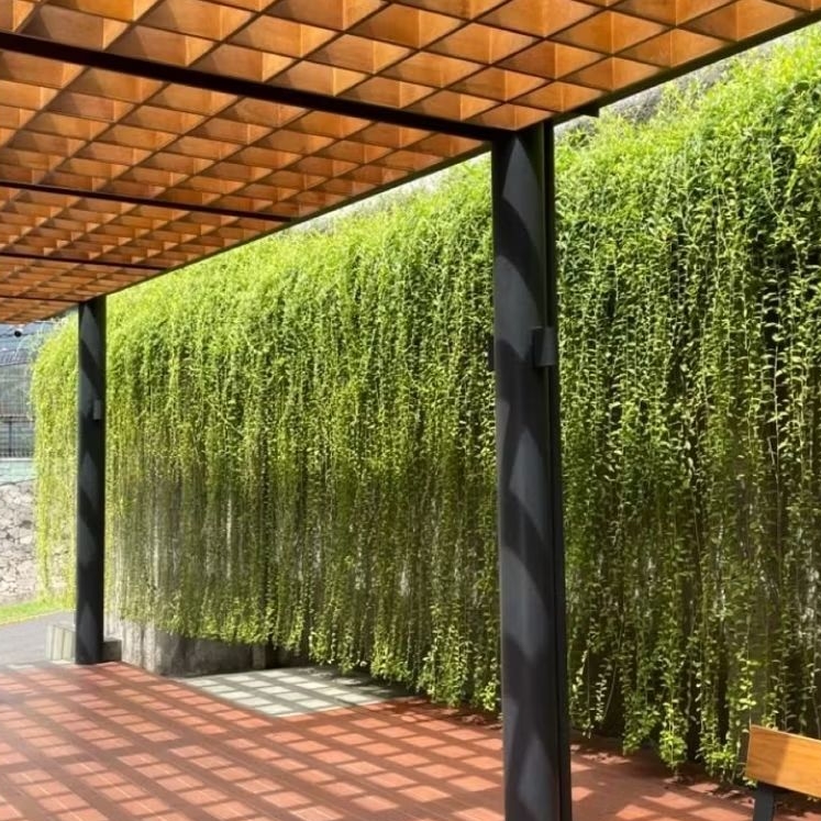 Tanaman Hias Lee Kwan Yew/Liquan Yu Tanaman Merambat Penyejuk Tirai Rumah