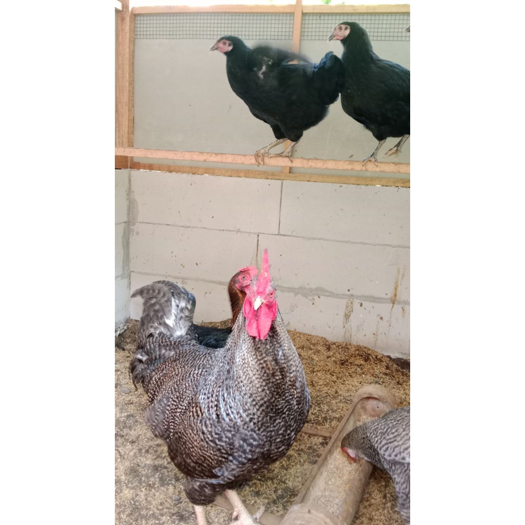 Telur Tetas Ayam Kuntara4