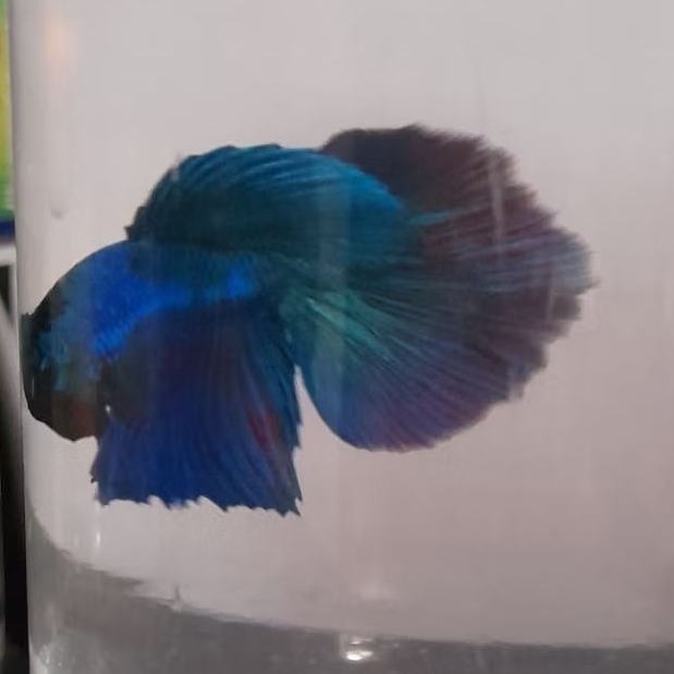 

Ikan cupang halmond,lincah sehat,ikan hiasan,blue metalic