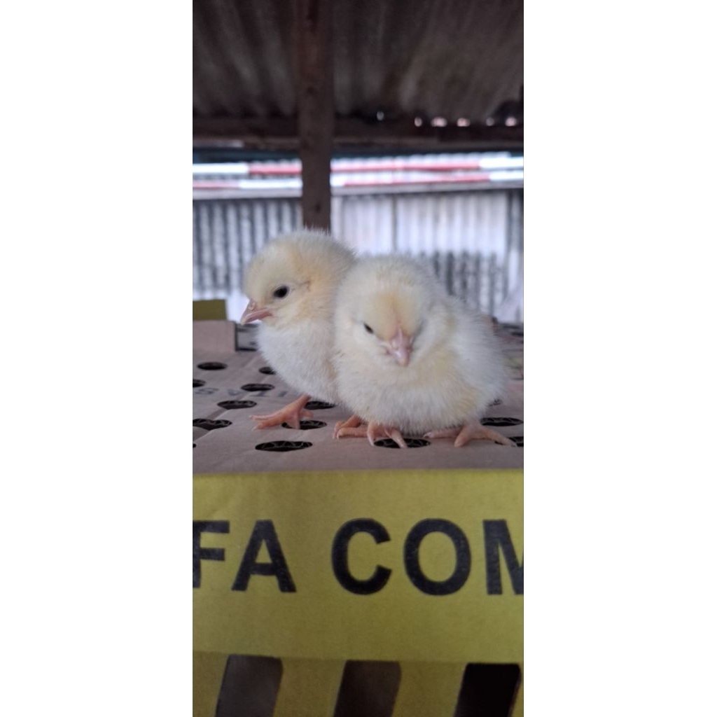 AYAM PEJANTAN PER EKOR