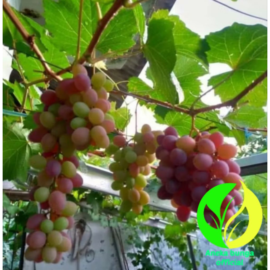 POHON BUAH ANGGUR IMPORT JUPITER TINGGI ±30CM / BIBIT TANAMAN BUAH ANGGUR IMPORT JUPITER