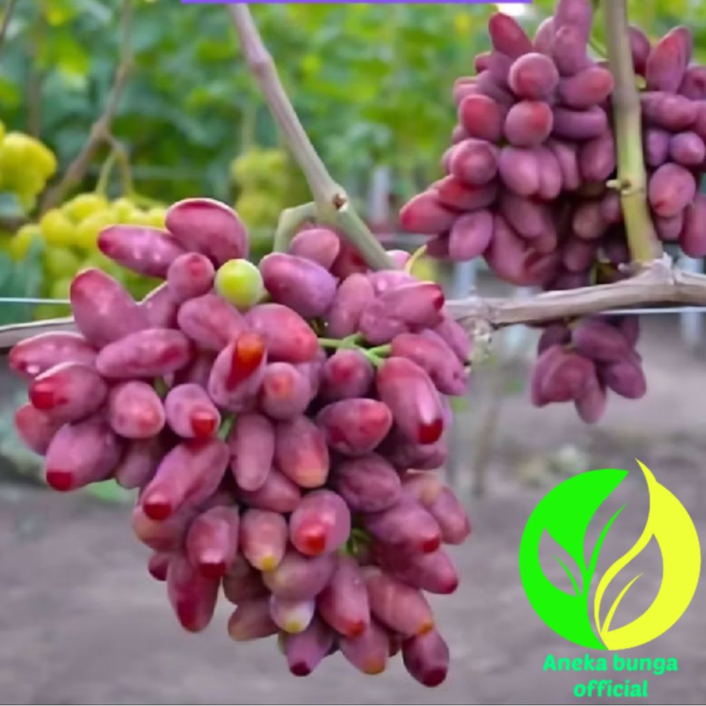 POHON BUAH ANGGUR IMPORT TALDUN / BIBIT TANAMAN BUAH ANGGUR IMPORT TALDUN