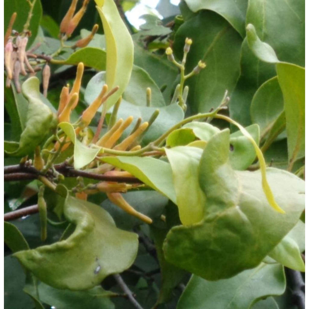 

DAUN BENALU KELOR KEMADEH KELOR DAUN KEMLADEH KELOR