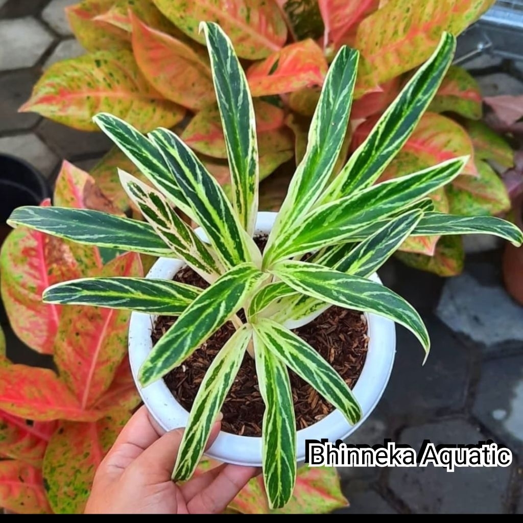 Aglonema Bambo Bambu Aglaonema Bamboo Tanaman Hias Murah Ekonomis