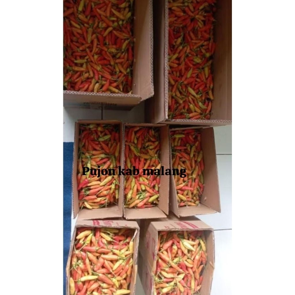 

cabai rawit malang super ori 500 grm