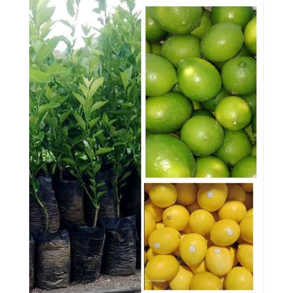 Buah Lemon California