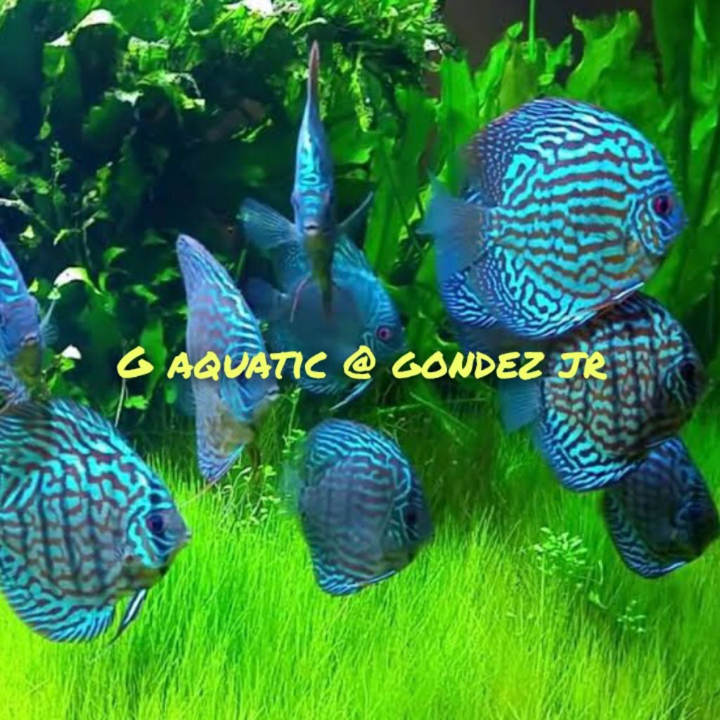 ikan discus blue turquoise size 7cm