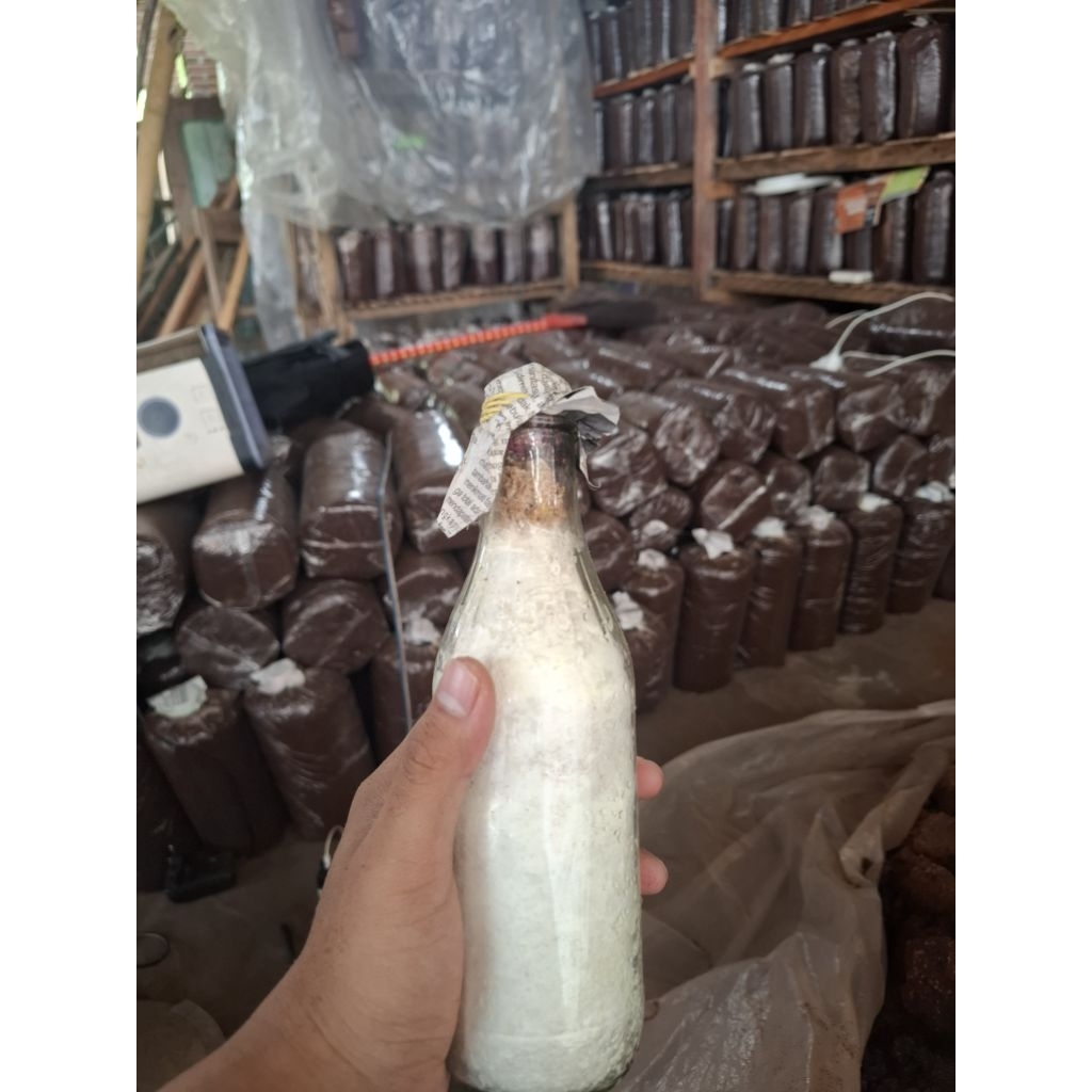 

Bibit Jamur tiram f2