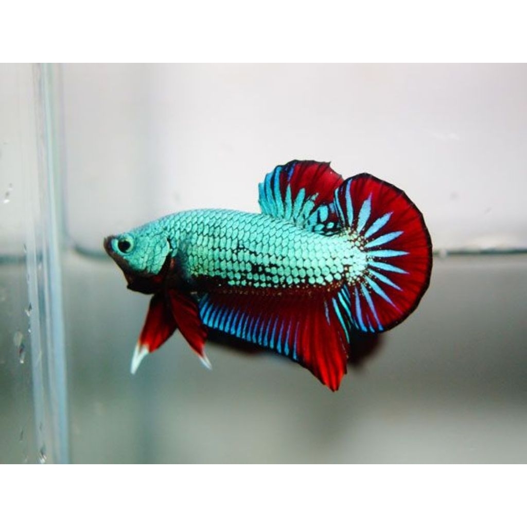 MURAH Grosir Cupang Plakat Dragon Bagan Besgel Isi 30