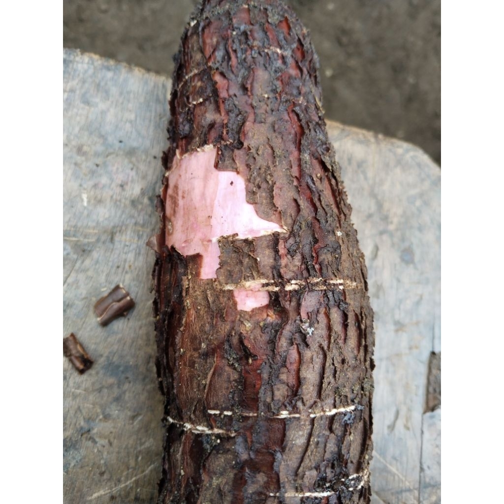 

singkong mentah kulit merah pulen organik isi 1kg