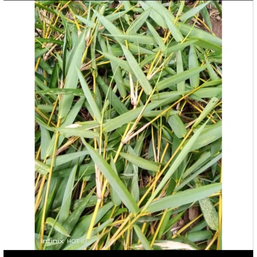 

Daun bambu kuning 100gram berkhasiat daun bambu kuning segar