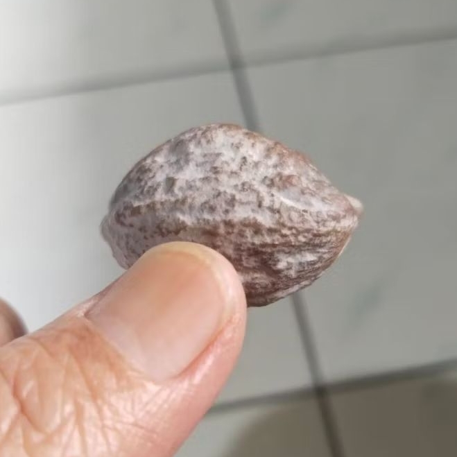 Kemiri Adu Muncang Adu Jayanti Si Poek Ori Urgen Full Tua