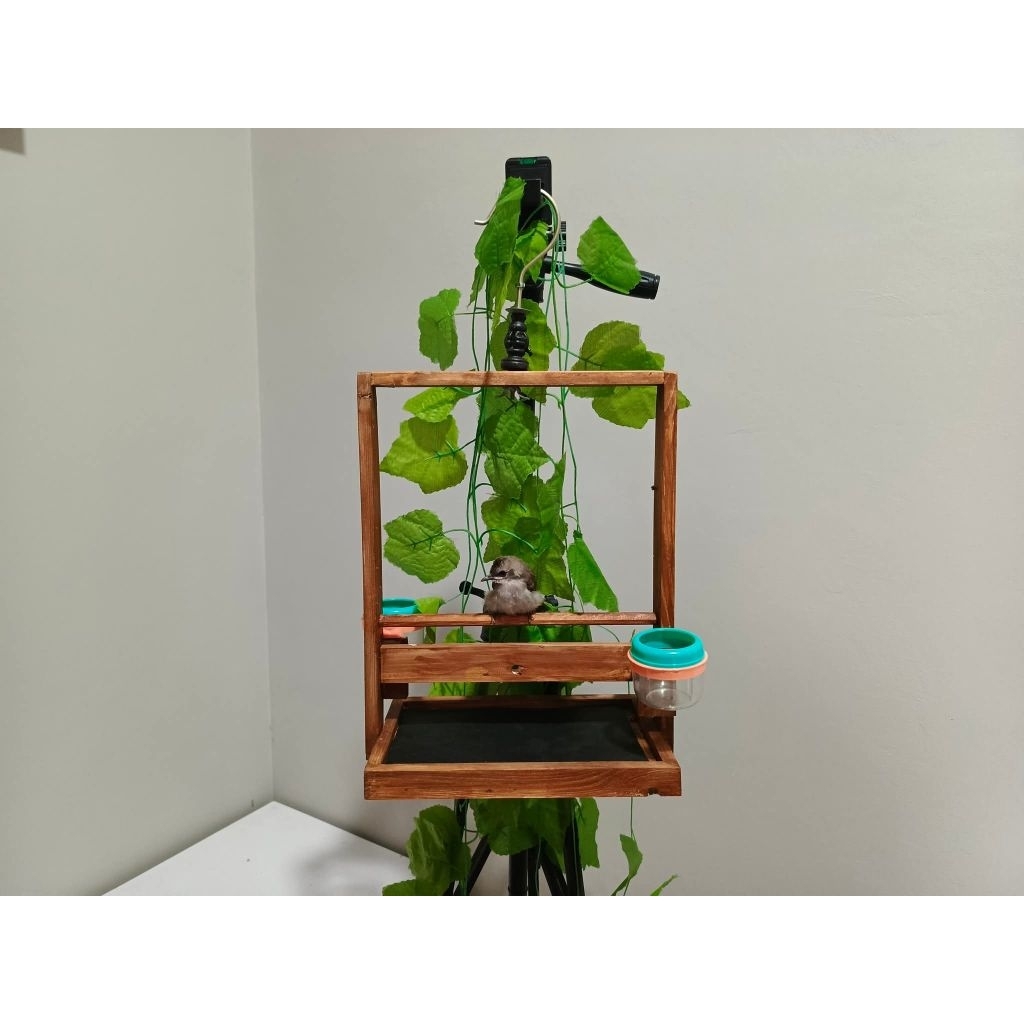 Sangkar Layang Kutilang Tekukur Warna Walnut Aesthetic