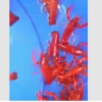 

hiasan lobster red size 10-13