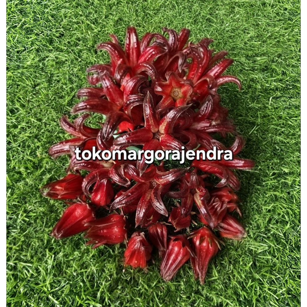 

Rosella Merah Segar 1kg Rosela