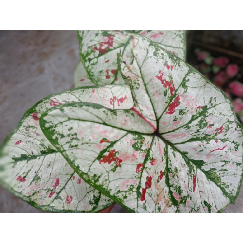 tanaman caladium Guava Hybrid dewasa