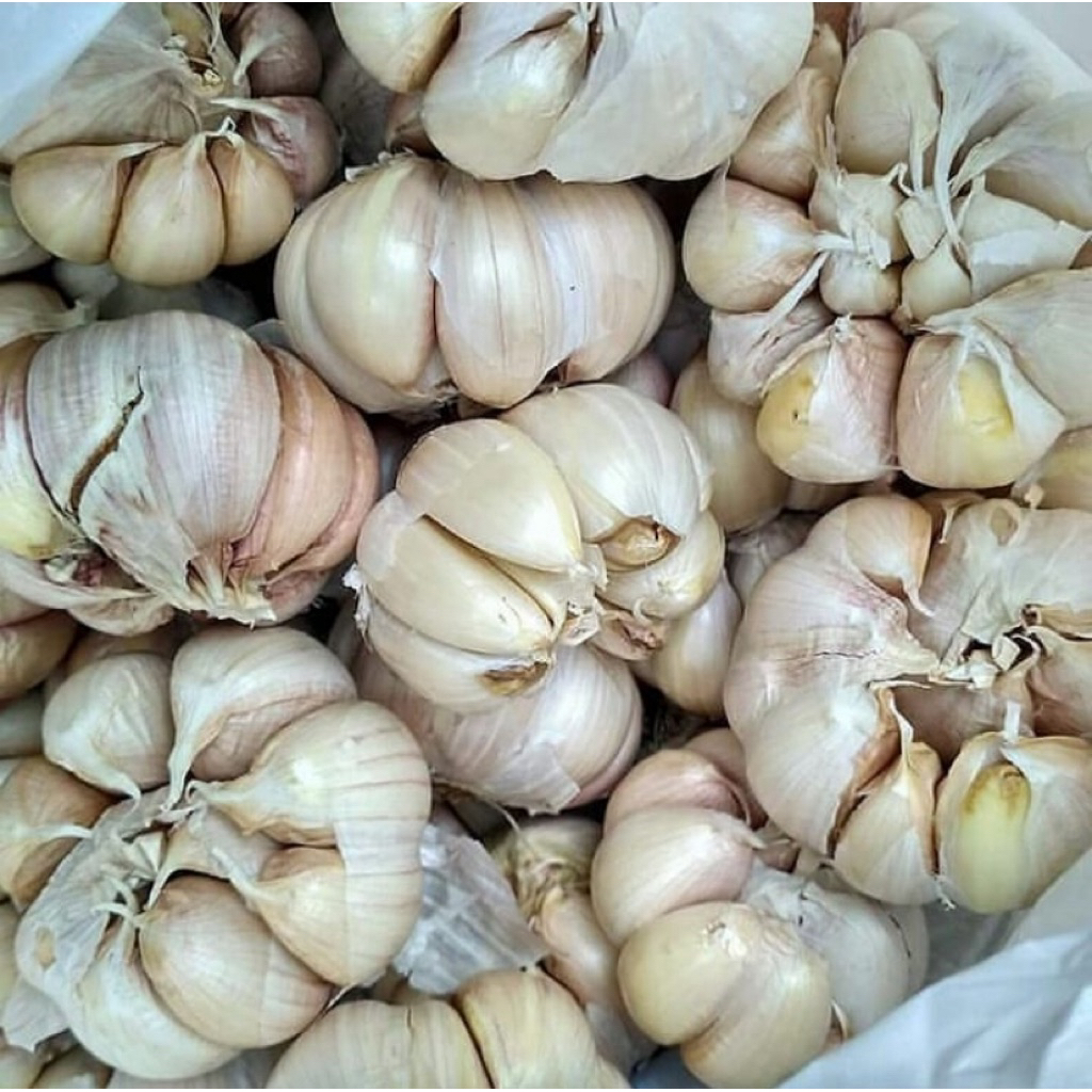 

Bawang Putih Fresh (Bersih) 1 Kg