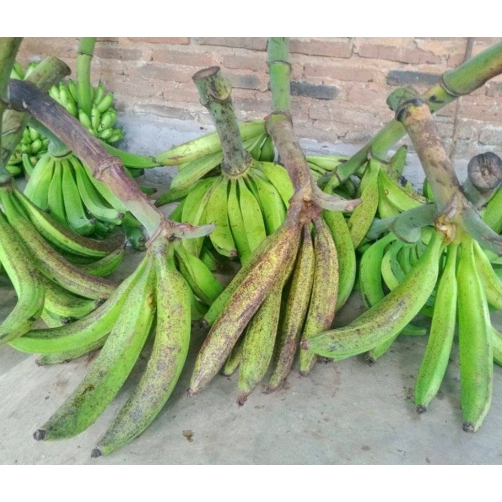 

1 Kg Pisang Tanduk / Byar Super Asli Gunung Muria