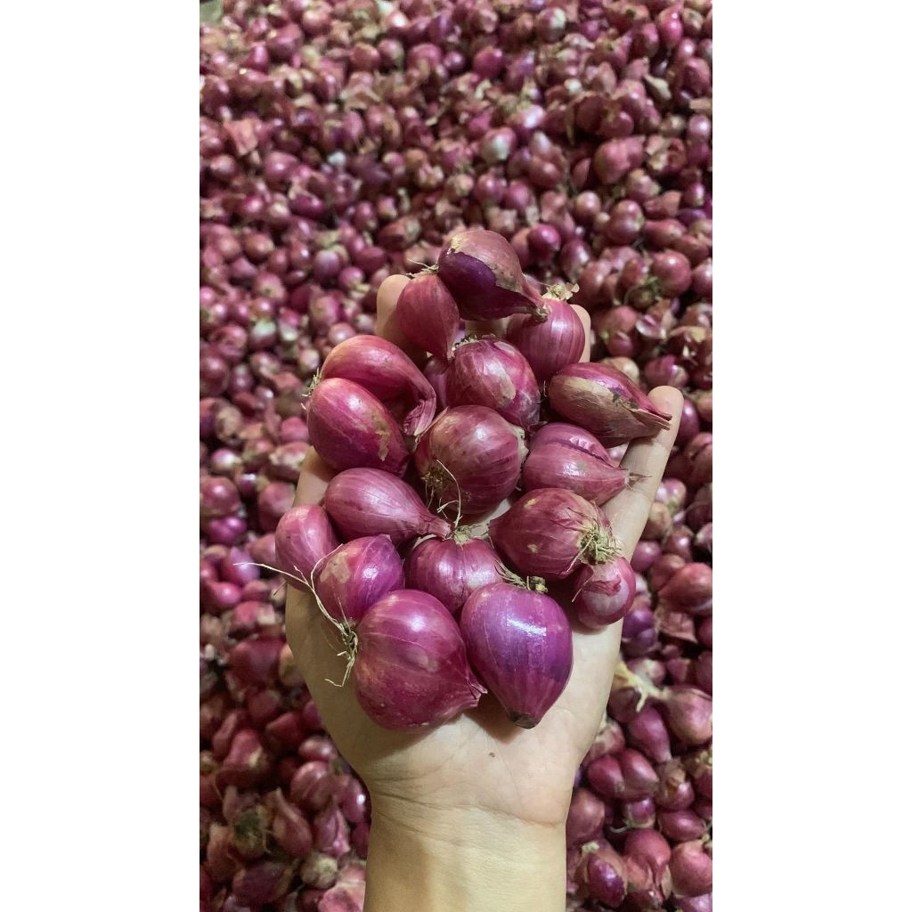 

bawang merah 1 kg nganjuk